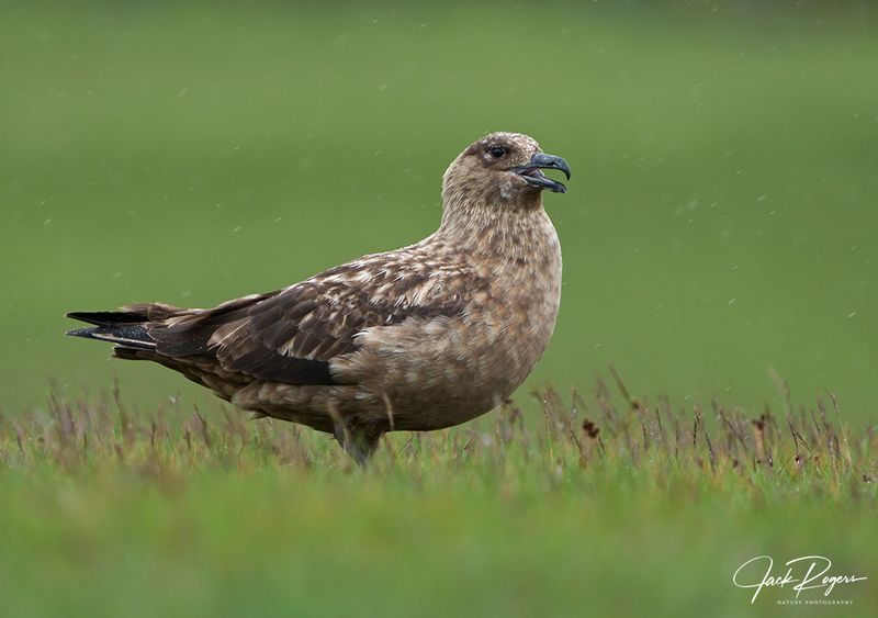 Great Skua