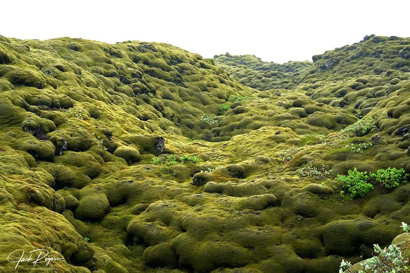 Moss over lava!