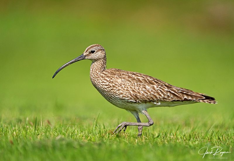 Eurasian Whimbrel