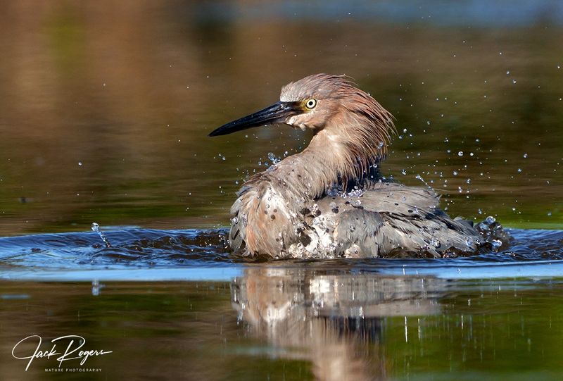 Bath time!