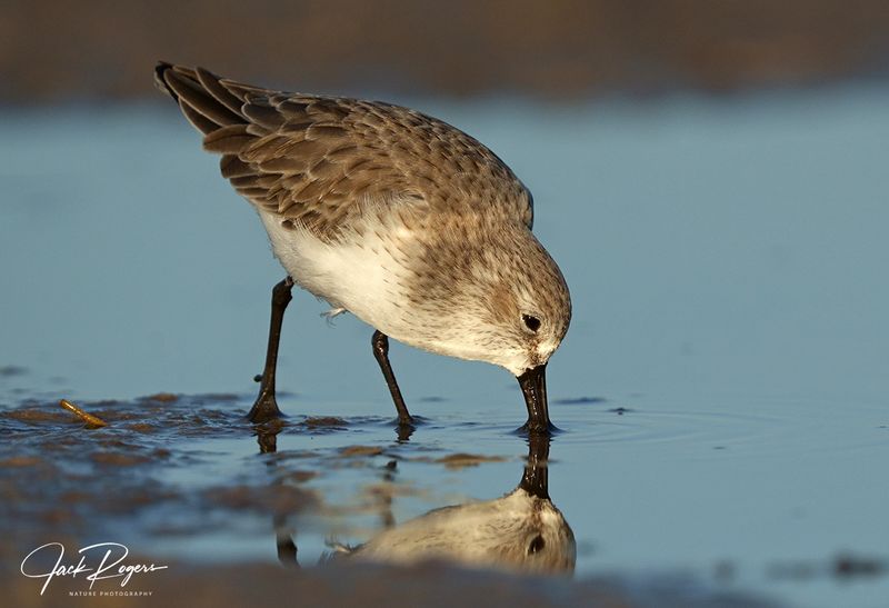 Least Sandpiper