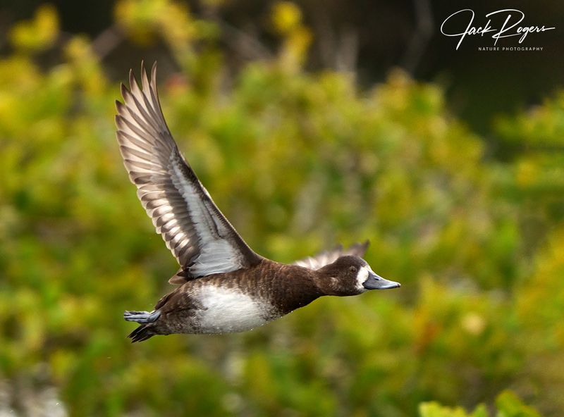 Flyby!
