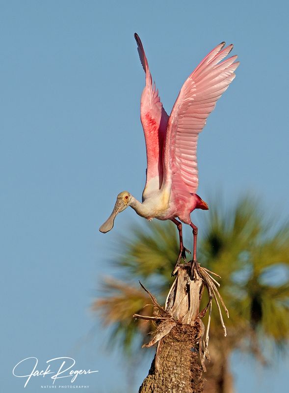Wings up for launch!