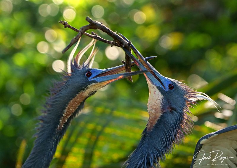 What a nice stick!