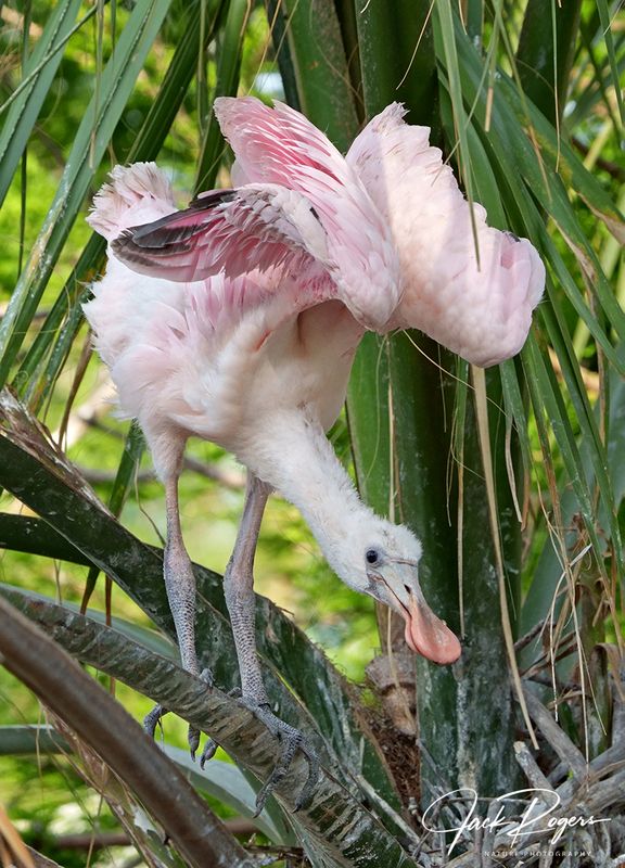 Young spoonie stretching those new wings!