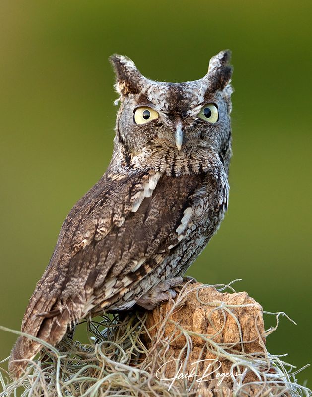 Eye contact