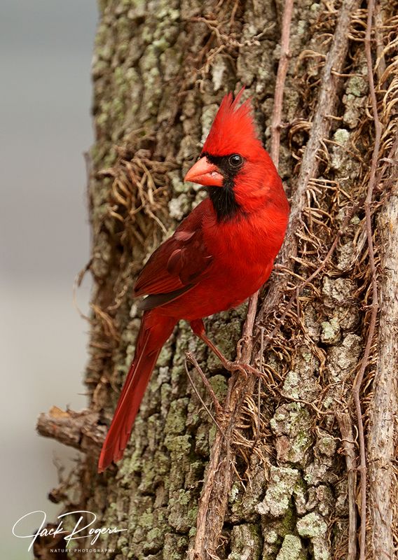 Treeside perch