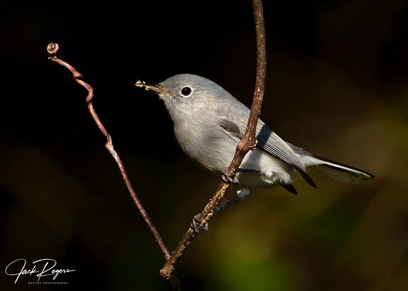 Perfectly perched