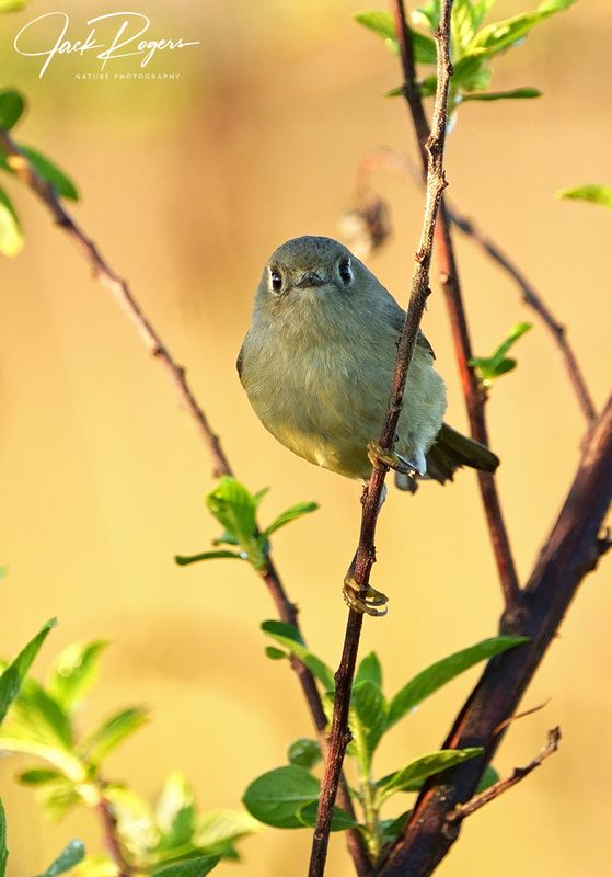 Ruby-crowned Kinglet