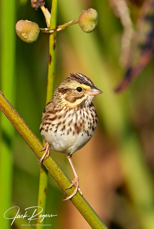 Perched perfectly!
