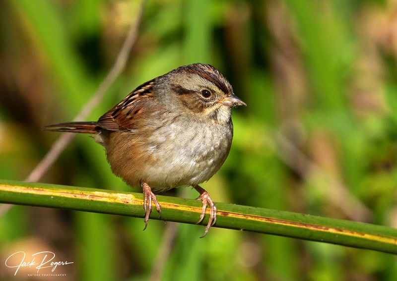 Puffed up on a cold morning