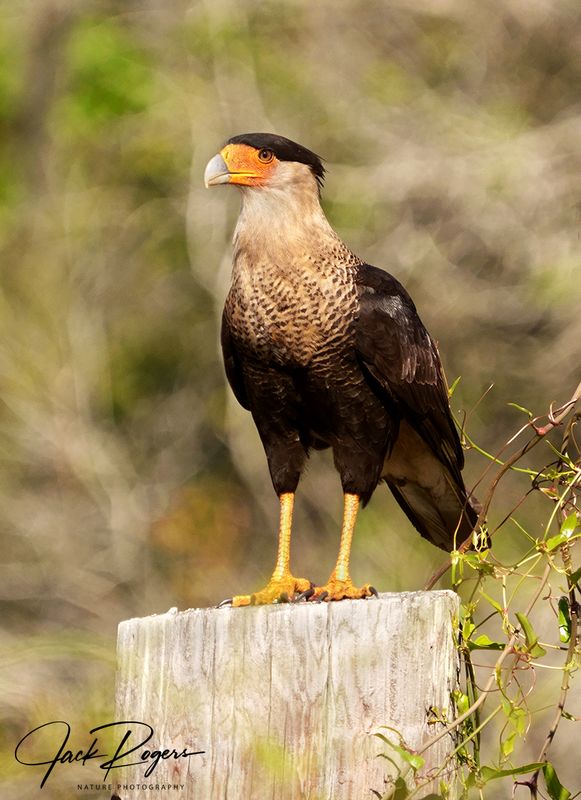 Farmside perch