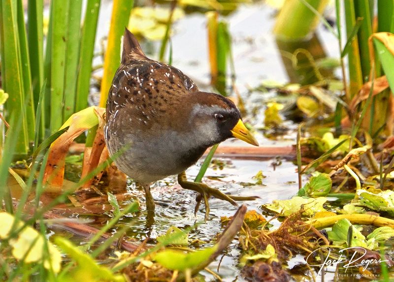 Hunting in the reeds