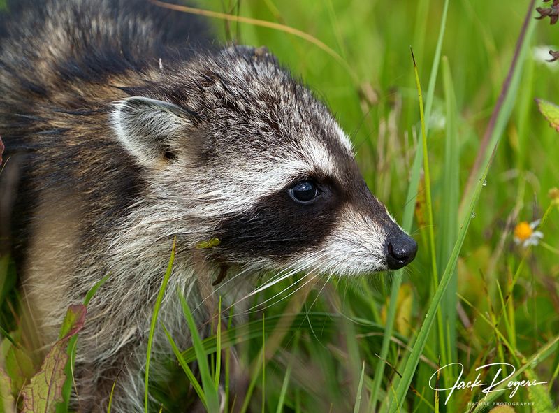 Youngster on the move!