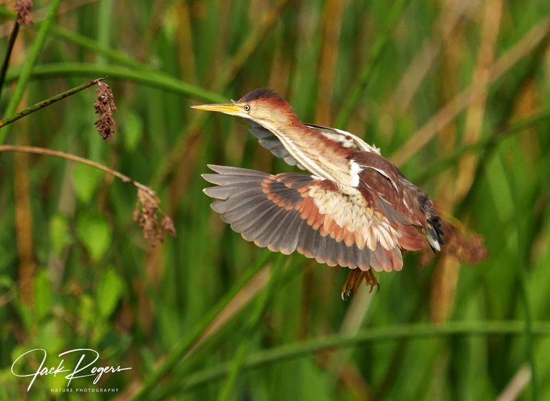 Returning to the nest site