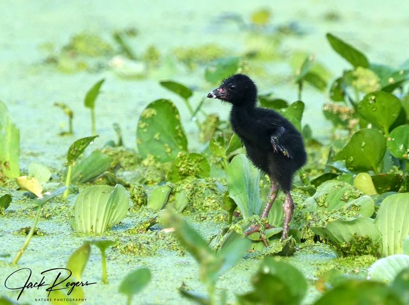 Mom, are you coming back?