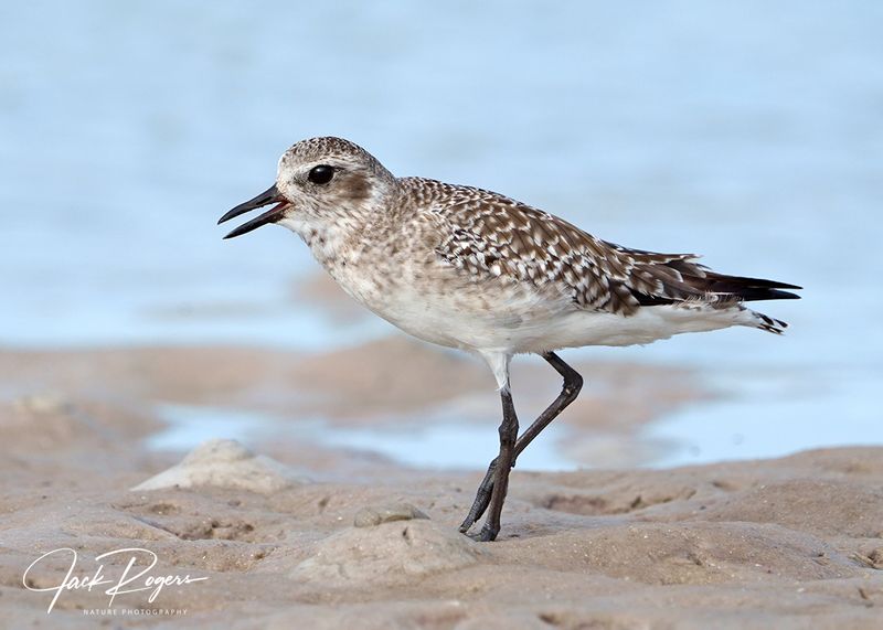 Black-bellied Plover in winter plumage