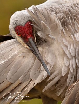 Sandhill Cranes