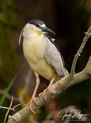 Black-crowned Night Heron