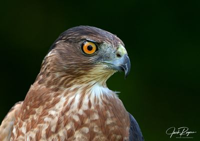 Cooper's Hawk