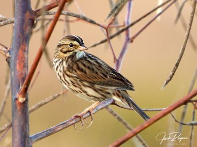 Savannah Sparrow