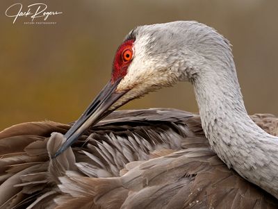 Preening