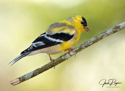American Goldfinch