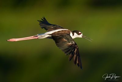 Fly-by