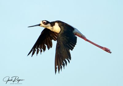 Stilt in flight