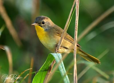 Female Yellowthroat