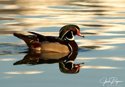 Wood Duck