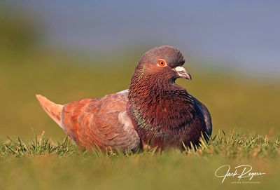 Rock Pigeon