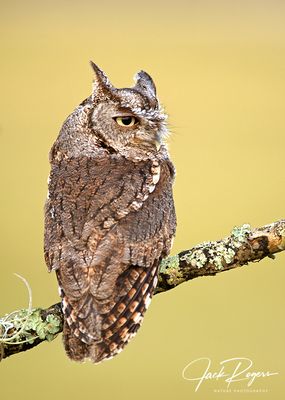 Screech Owl