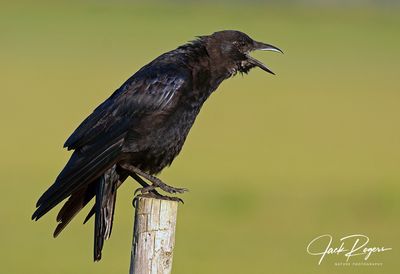American Crow