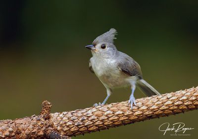 Tufted Titmouse