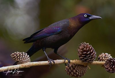 Common Grackle