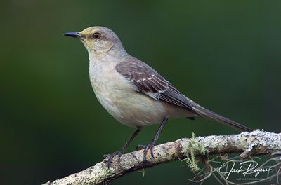 Eastern Mockingbird