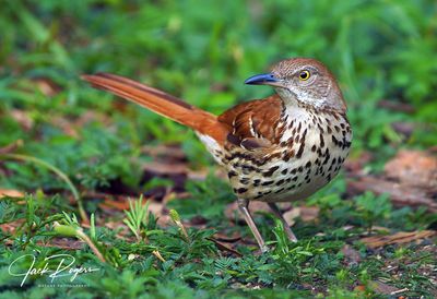 Foraging