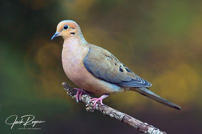 Mourning Dove