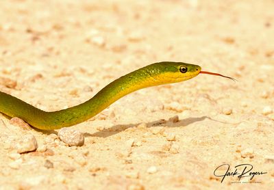 Florida Rough Green Snake