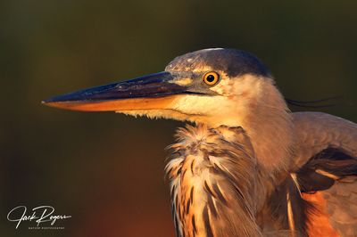 Sunrise portrait