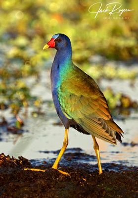 Purple Gallinule