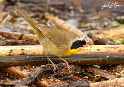 Common Yellow-throat