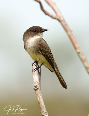Eastern Phoebe