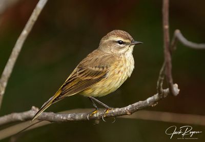 Palm Warbler