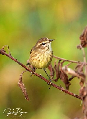 Perched perfectly