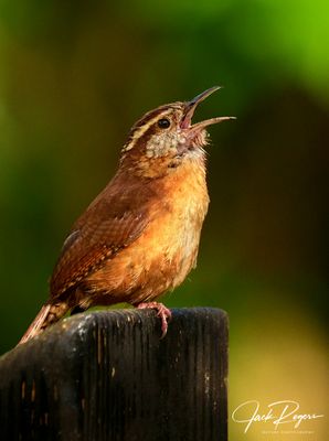 Singing its heart out!
