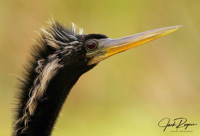 Male Anhinga in breeding plumage