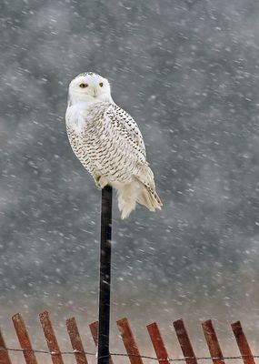 Perched in a snowstorm
