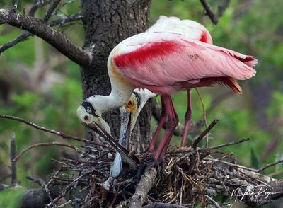 Nest building